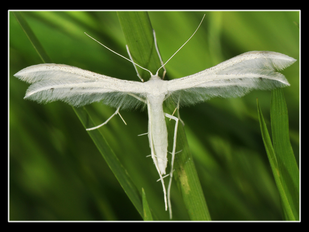 Una farfalla,,, angelica,,,Pterophorus pentadactylus