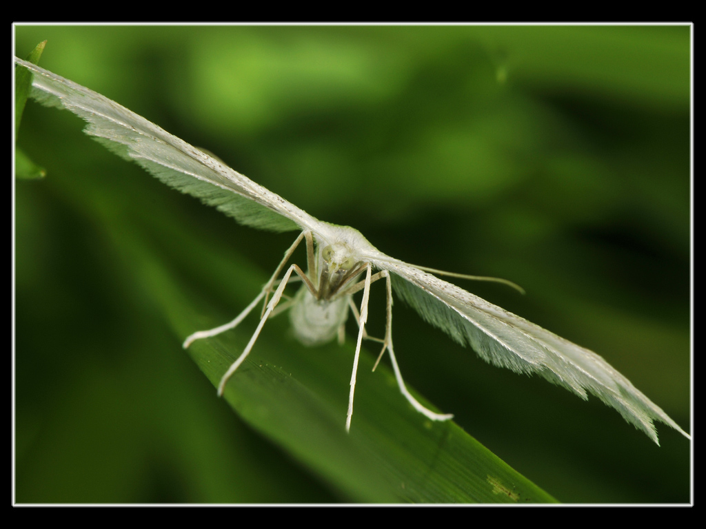 Una farfalla,,, angelica,,,Pterophorus pentadactylus