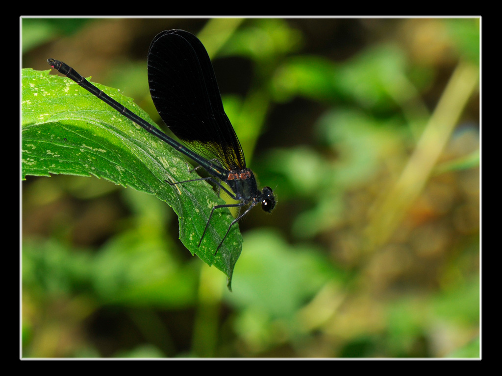 Calopteryx haemorrhoidalis