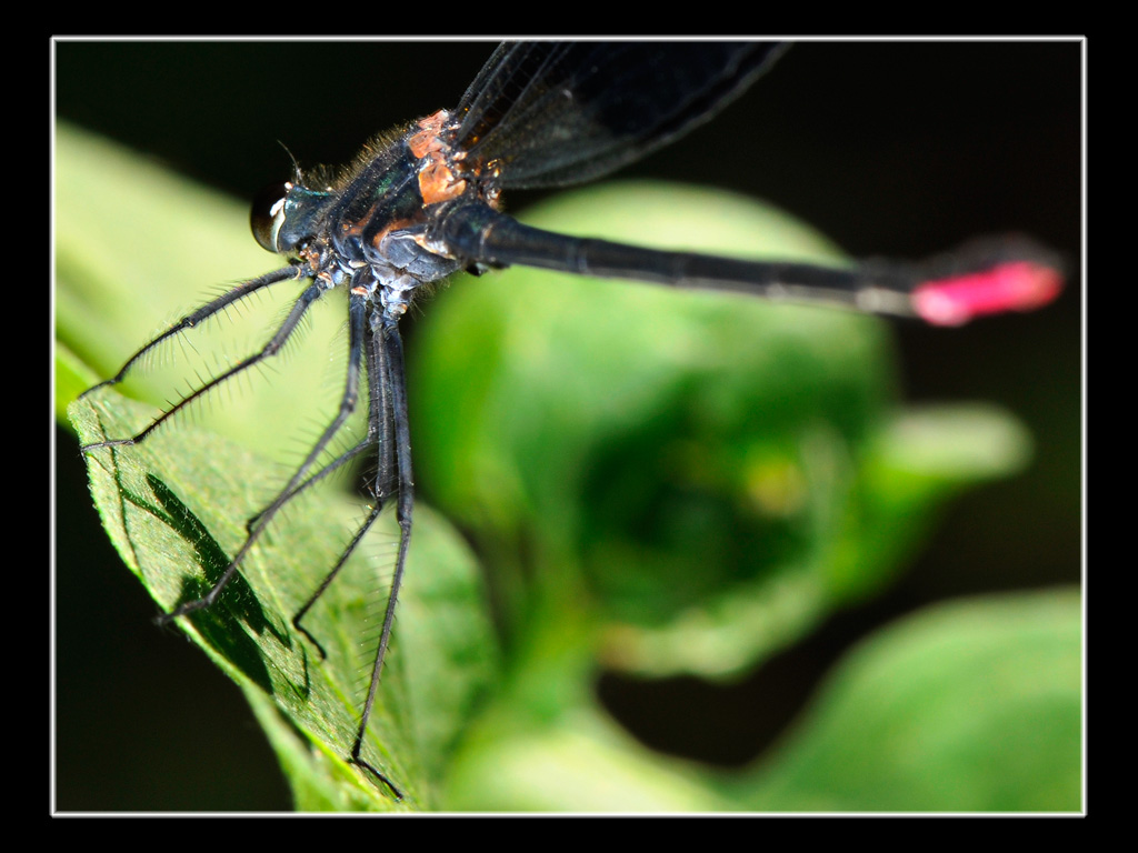 Calopteryx haemorrhoidalis