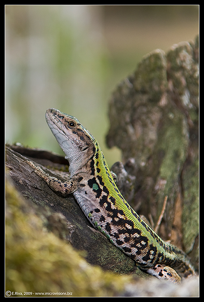 Podarcis muralis?