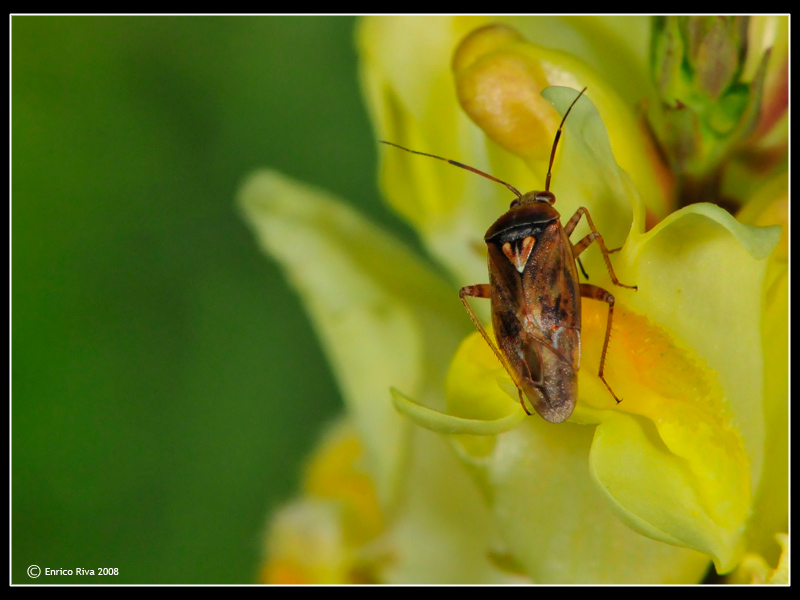 Lygus sp. dal colore rossastro