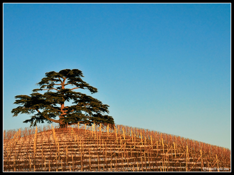 Colline d''inverno