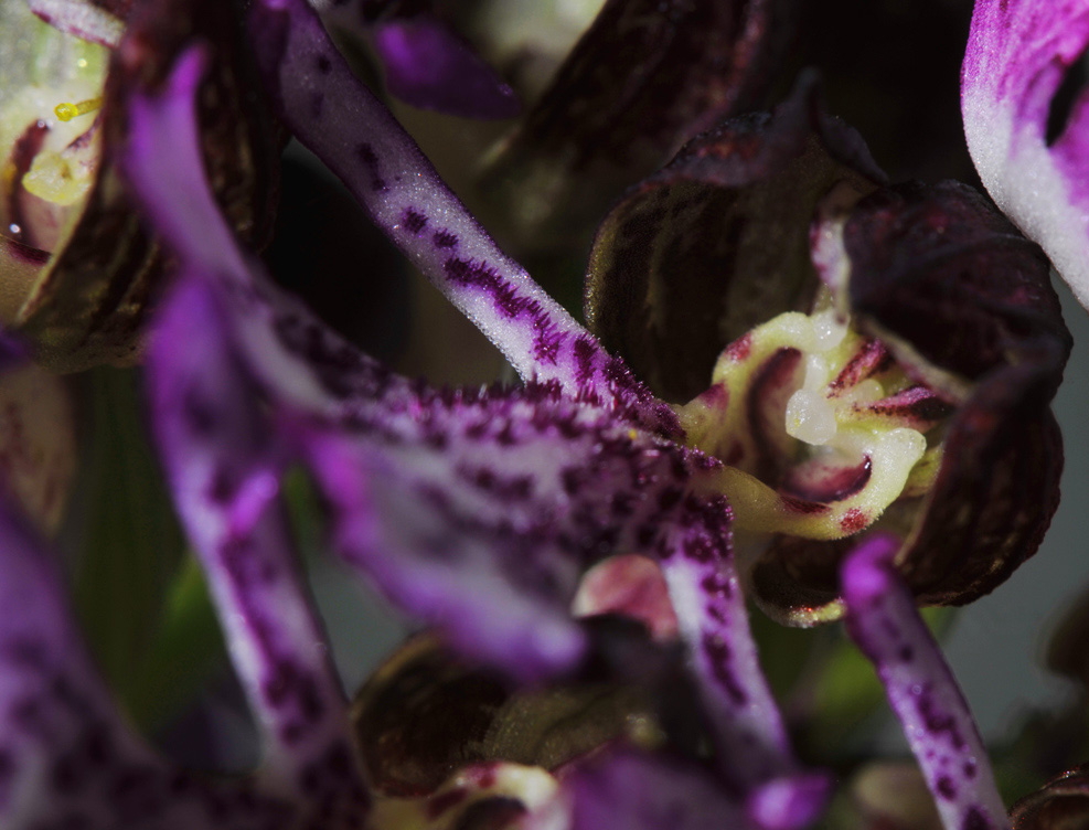 Orchis Purpurea