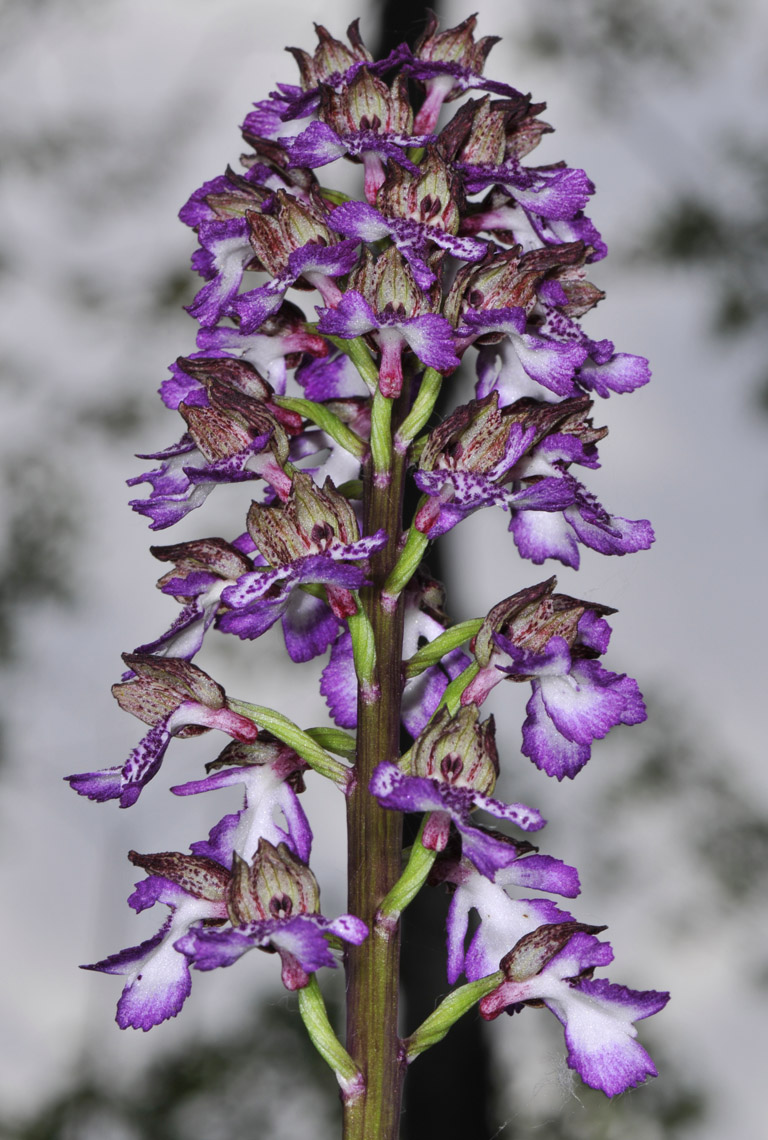 Orchis Purpurea