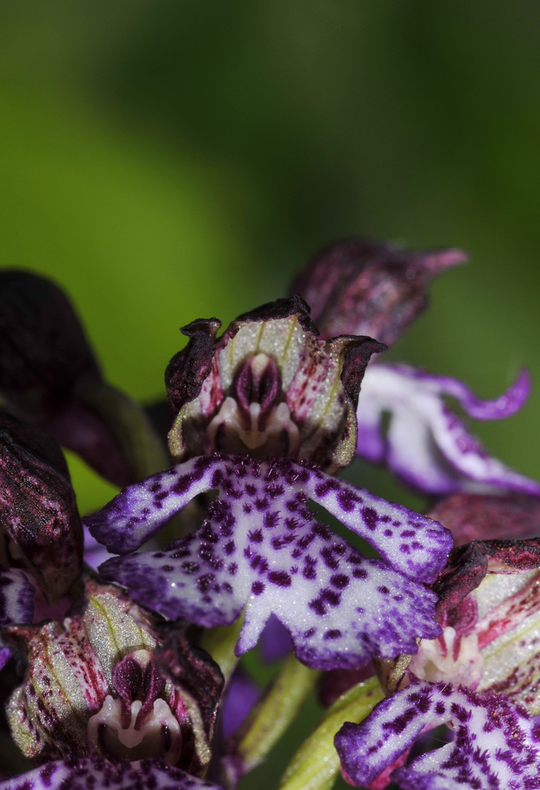 Orchis Purpurea