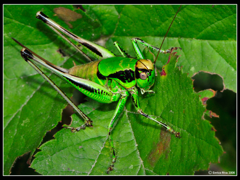 Da battezzare: Eupholidoptera sp.