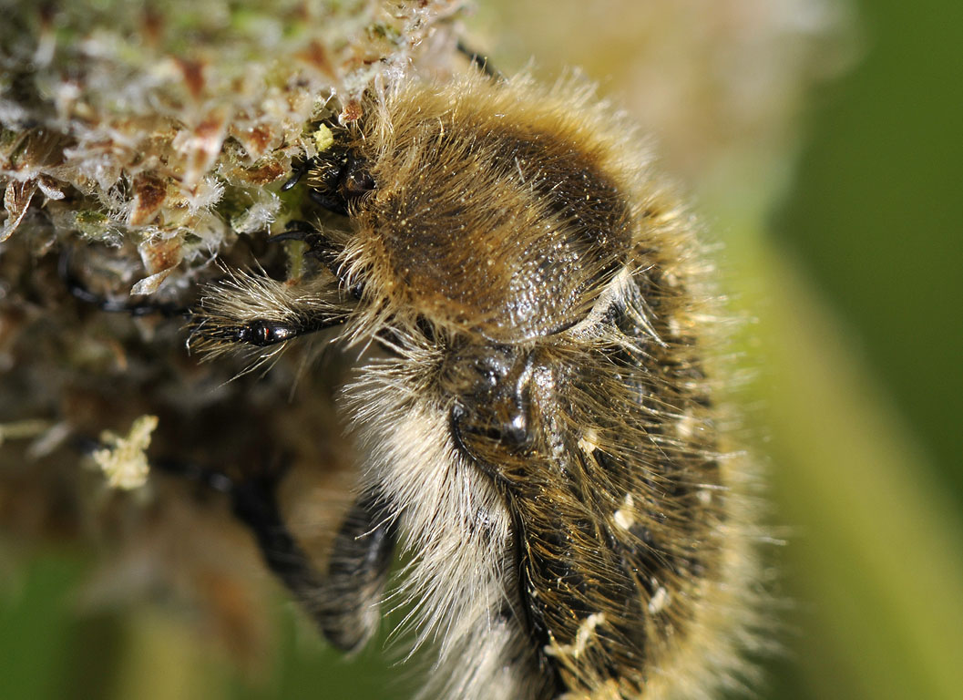 Identificazione cetonie - Tropinota hirta