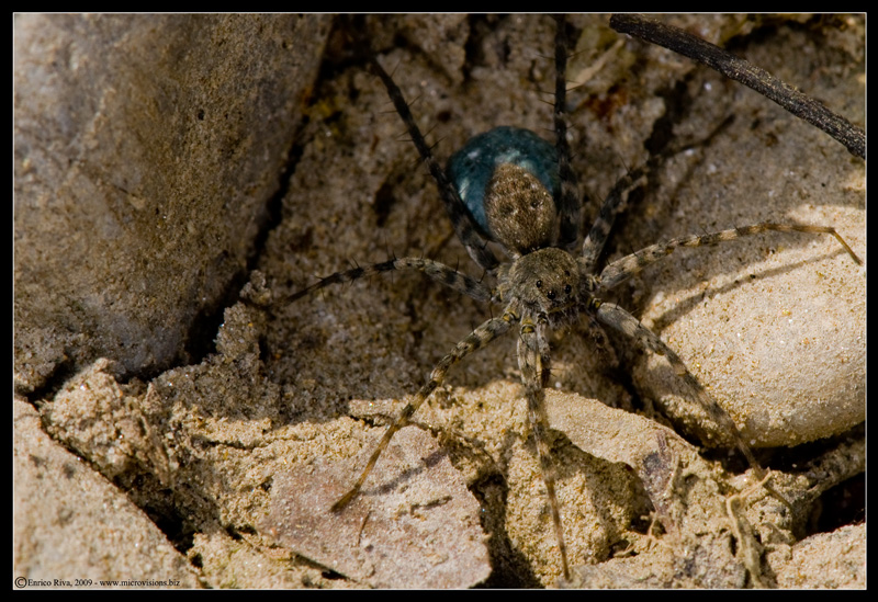 Pardosa sp. con ovisacco