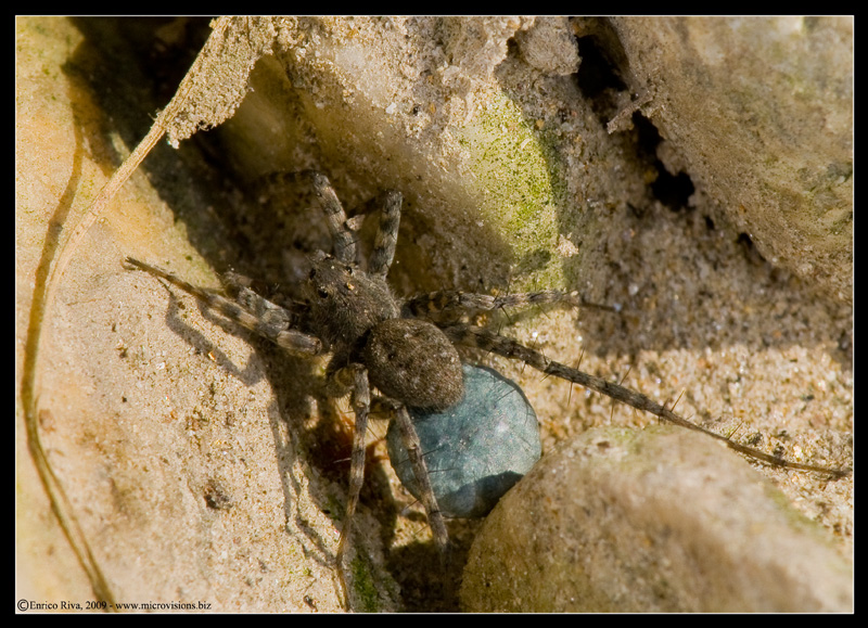 Pardosa sp. con ovisacco