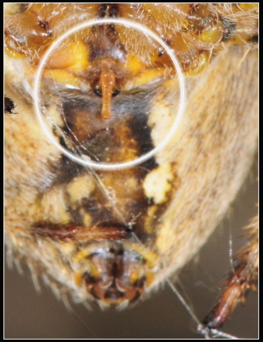 Araneus diadematus