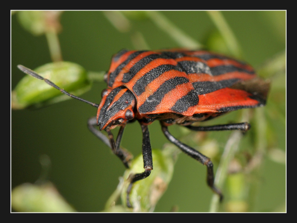 Graphosoma lineatum