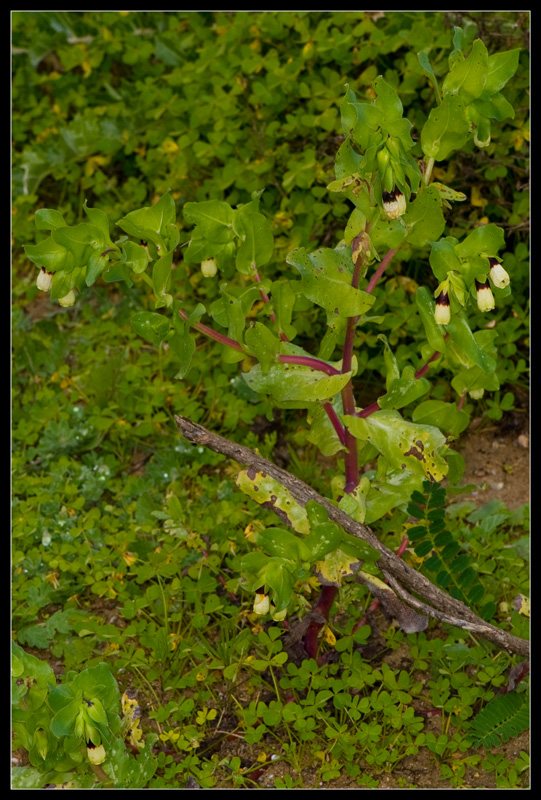 Cerinthe major