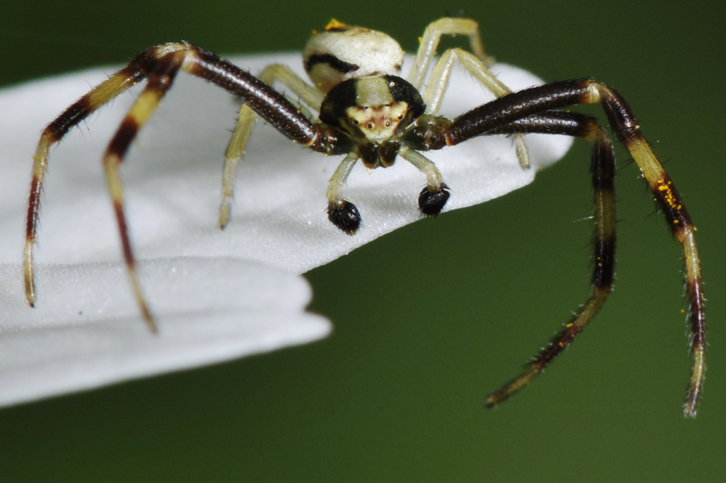 Misumena vatia