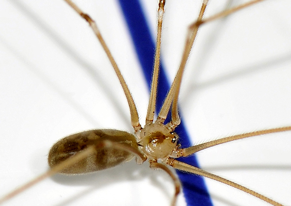 Ragni caserecci: Pholcus phalangioides