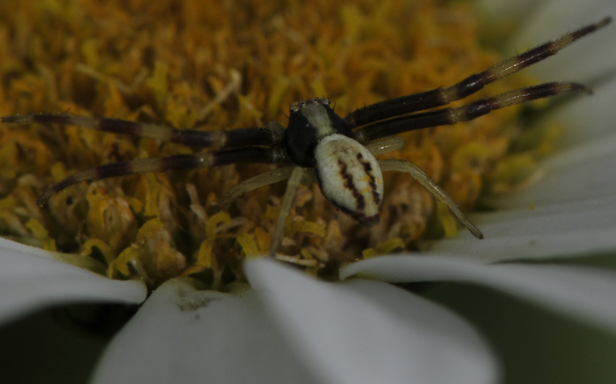 Misumena vatia