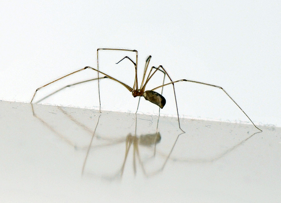 Ragni caserecci: Pholcus phalangioides