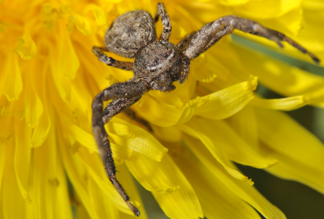 Thomisidae (probabilmente Xysticus sp.)