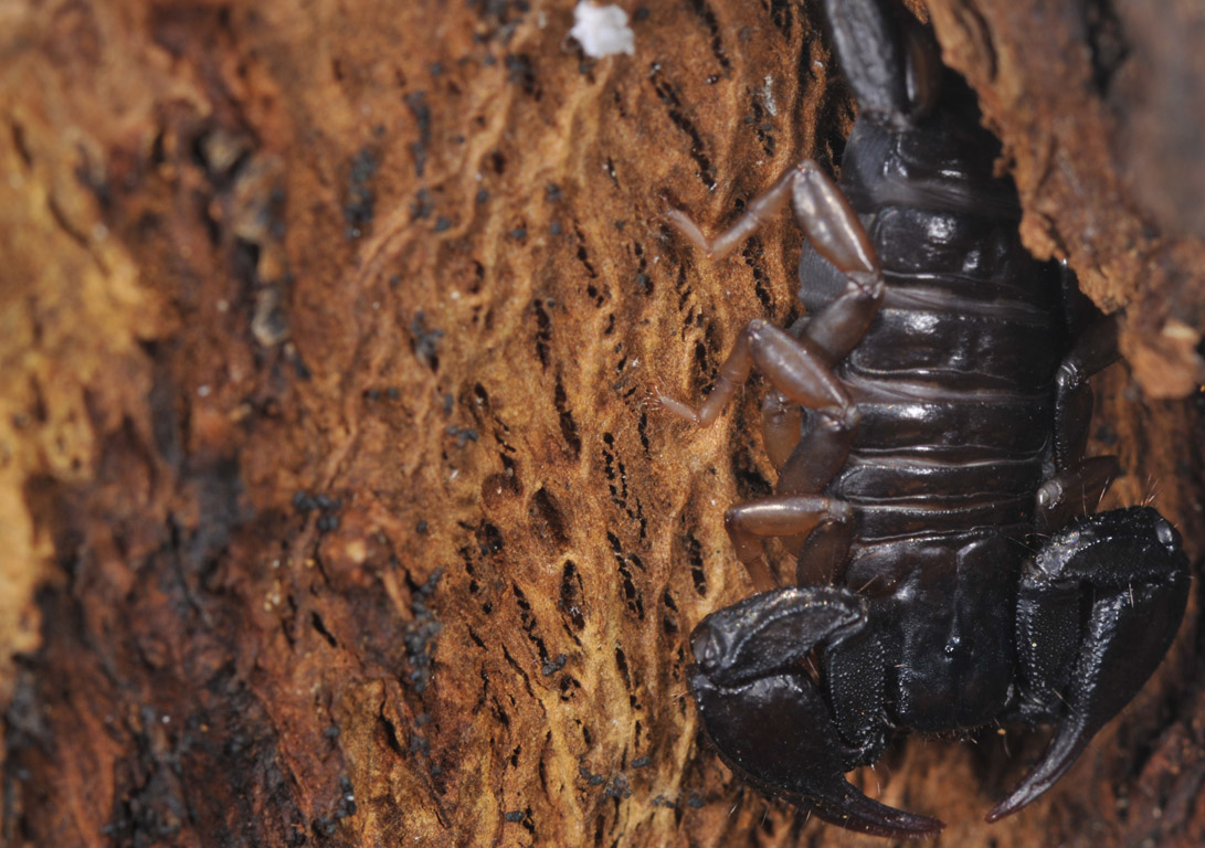 Euscorpius sp. sotto corteccia