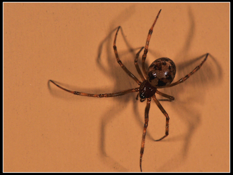 Steatoda triangulosa