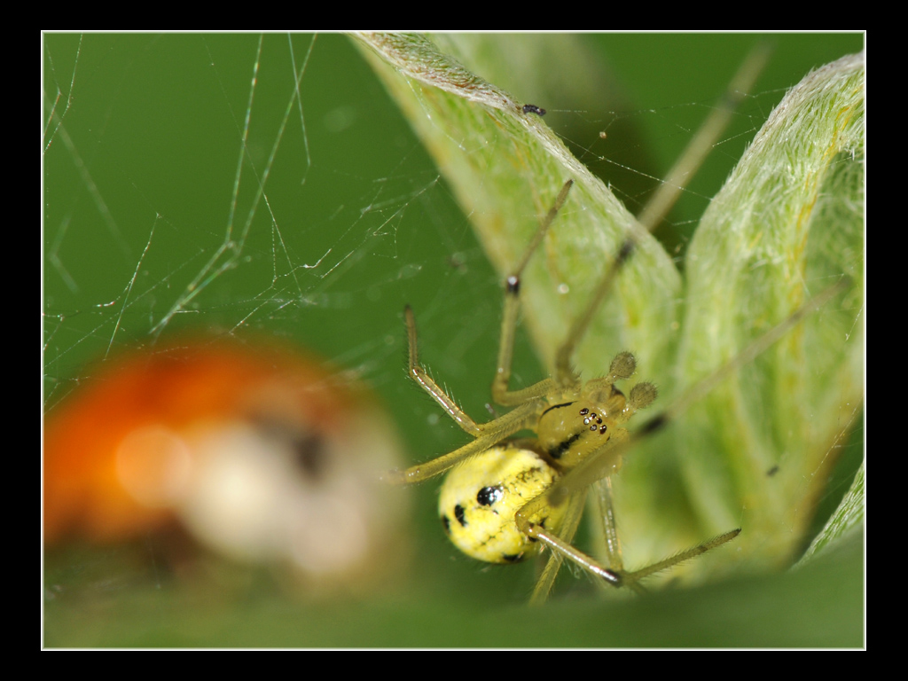 Enoplognatha sp.