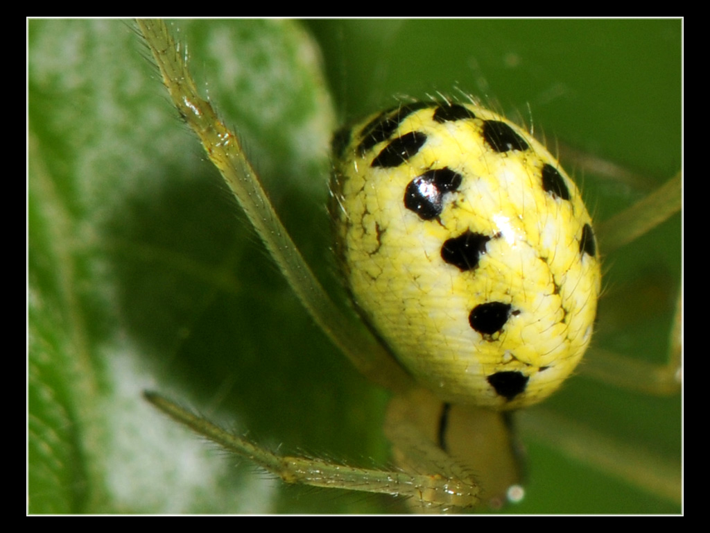 Enoplognatha sp.