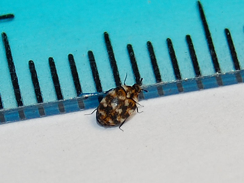 identificazione - Anthrenus sp.