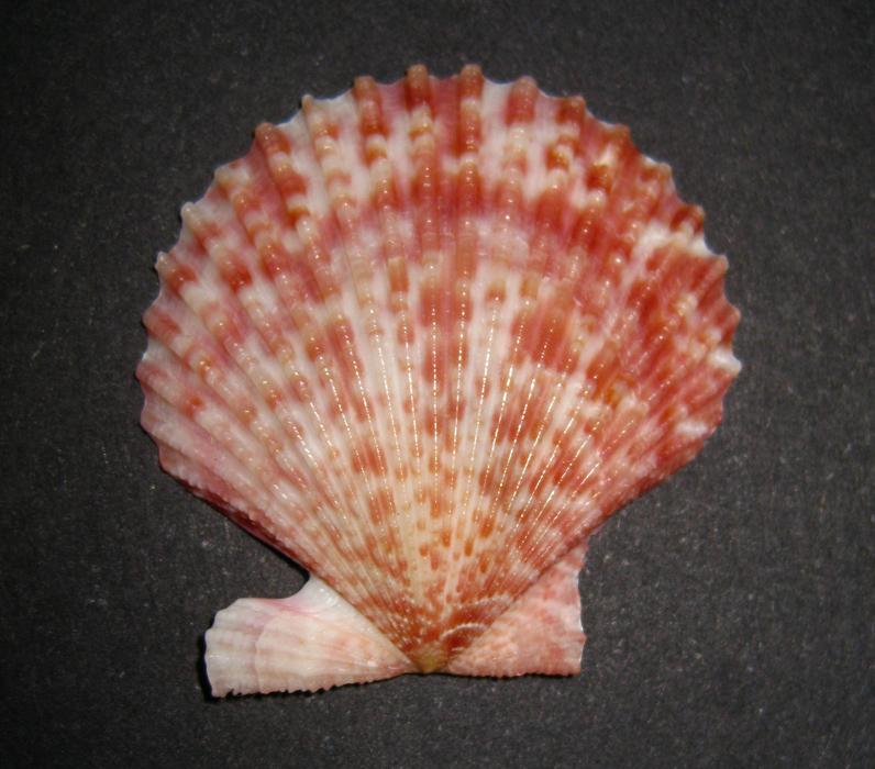 Pectinidae