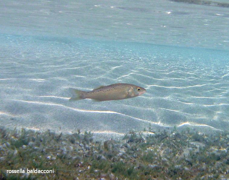 Dicentrarchus punctatus (Spigola macchiata)