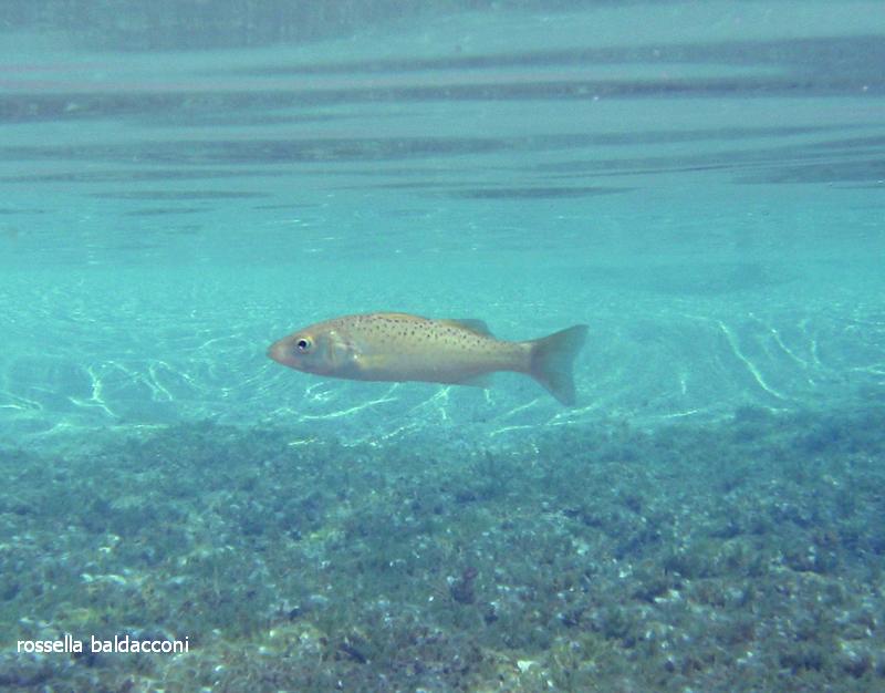 Dicentrarchus punctatus (Spigola macchiata)