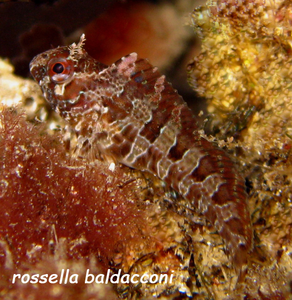 Parablennius sanguinolentus (esemplare giovane)