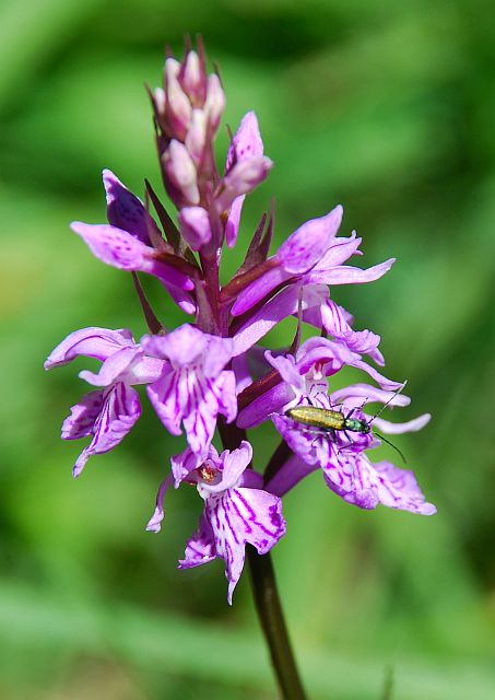 Dactylorhiza maculata??