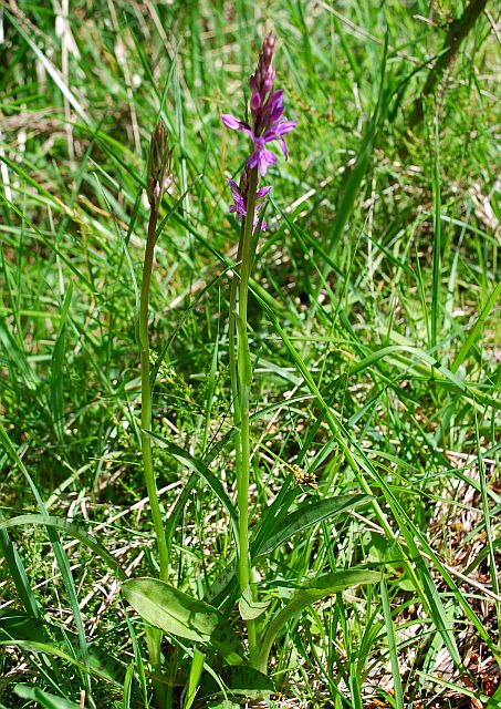 Dactylorhiza maculata??