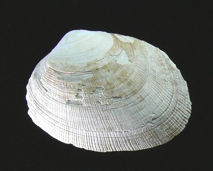 Tapes decussatus (Linn, 1758)  Pliocene - Rio Torsero