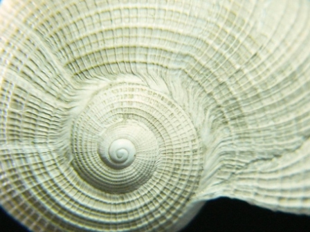 Ficus conditus (D''Orbigny,1852) pliocene Rio torsero