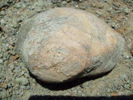 Globularia crassatina - Oligocene - passo del Giovo (SV)