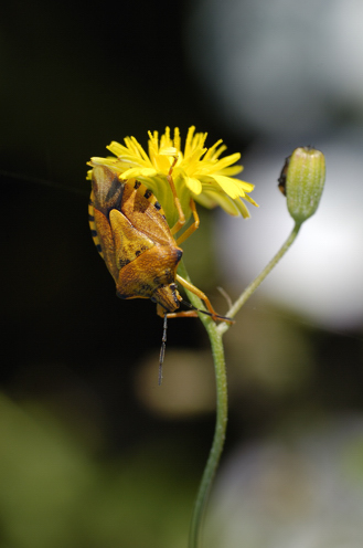 Carpocoris pudicus ??No: C. purpureipennis