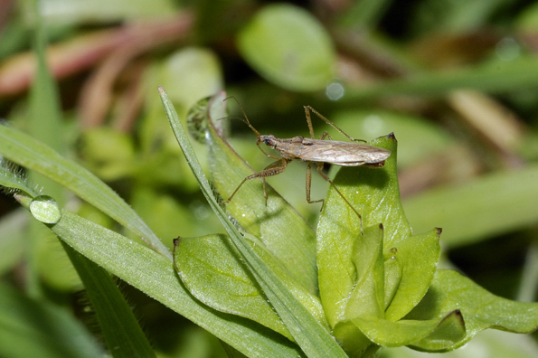 Nabidae: Nabis punctatus del Parco Ticino (Morimondo - Mi)