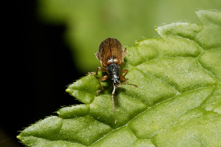 Identificazione coleottero