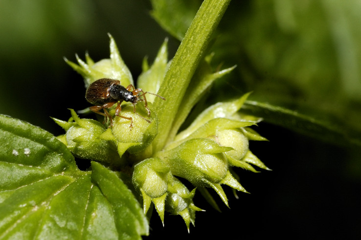 Identificazione coleottero