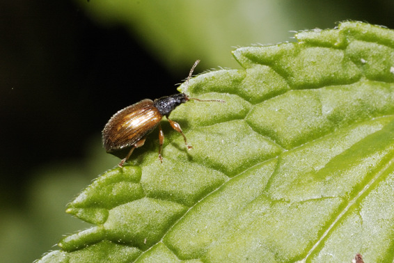 Identificazione coleottero