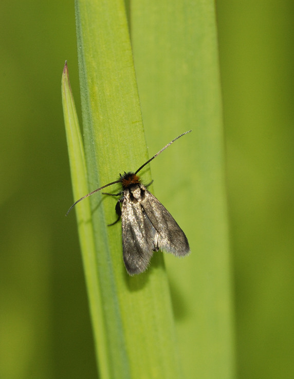 Aiuto identificazione farfallina - cf. Micropterigidae