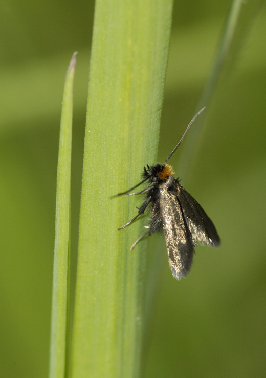 Aiuto identificazione farfallina - cf. Micropterigidae