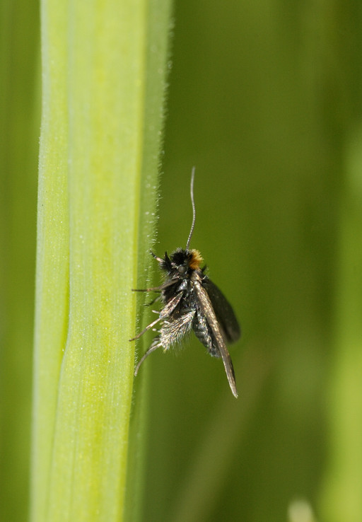 Aiuto identificazione farfallina - cf. Micropterigidae