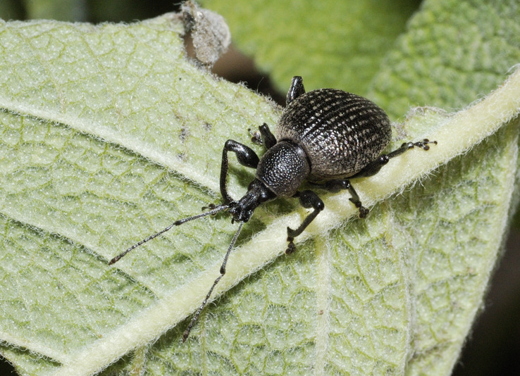 Otiorhynchus da confermare