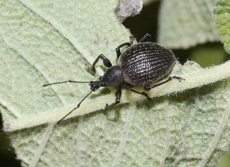 Otiorhynchus da confermare