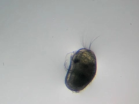 Ostracodi allo stereomicroscopio