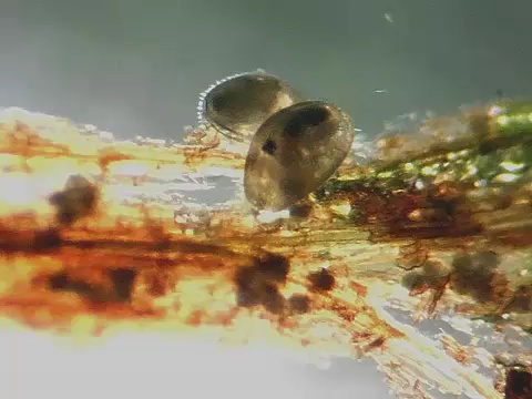 Ostracodi allo stereomicroscopio