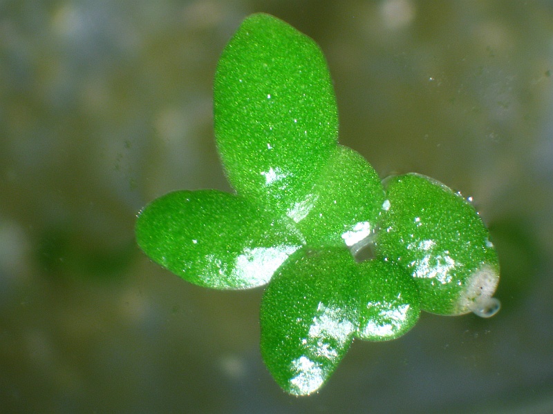 Ostracodi allo stereomicroscopio