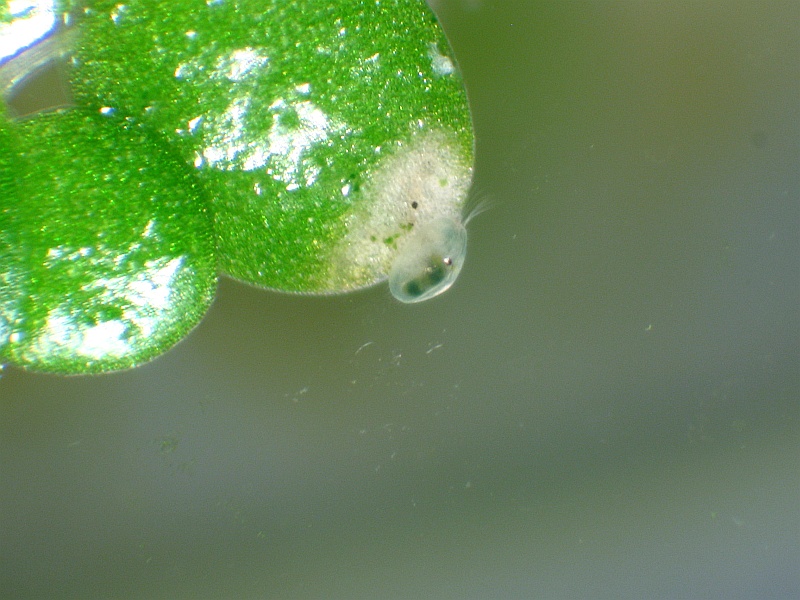 Ostracodi allo stereomicroscopio